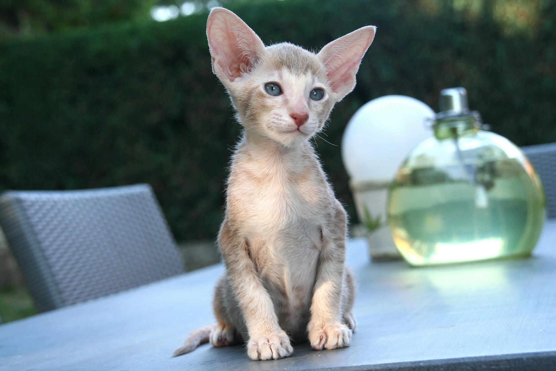 oriental shorthair kitten food