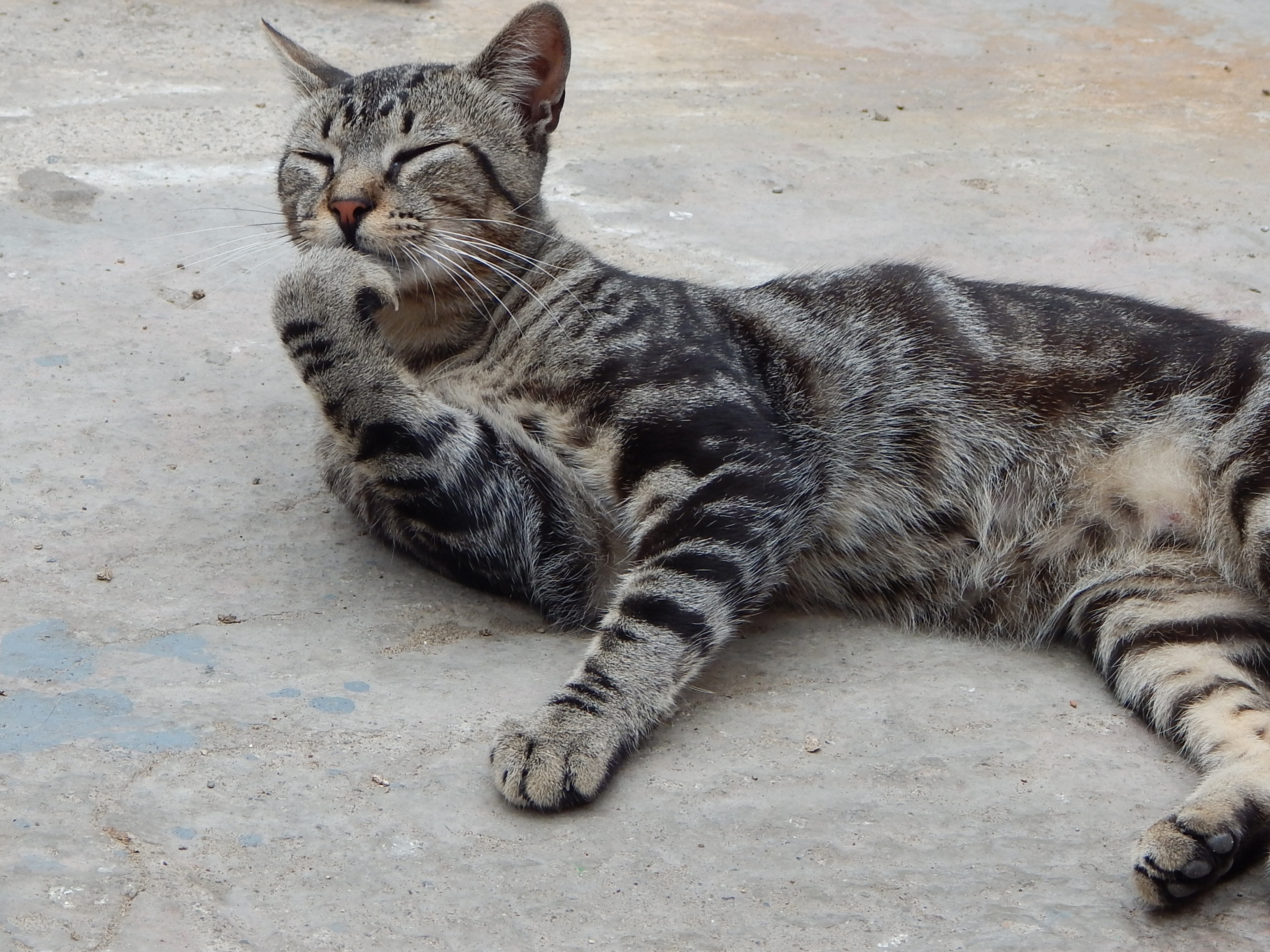egyptian mau eating habits egyptian mau eating habits