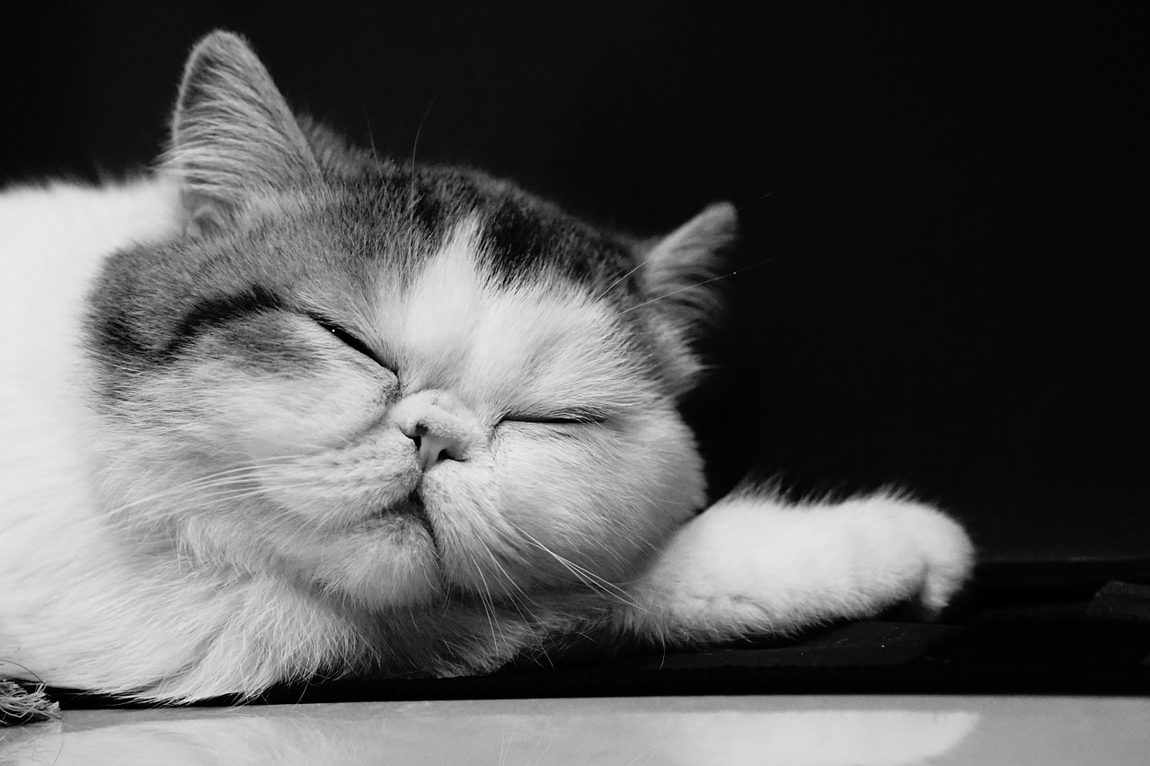 exotic shorthair kitten food exotic shorthair kitten food