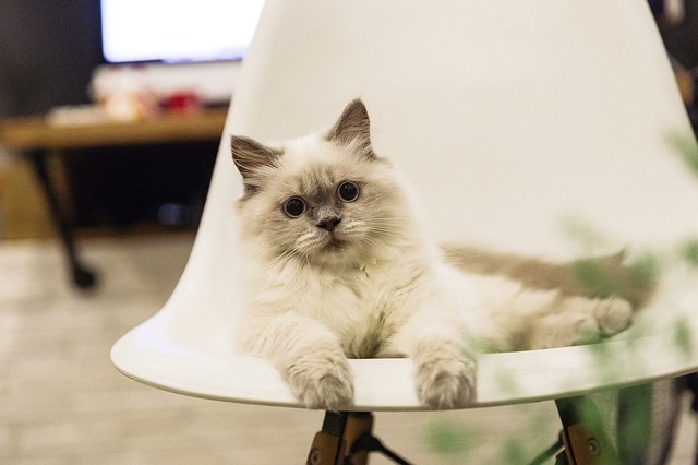 ragdoll kitten food ragdoll kitten food