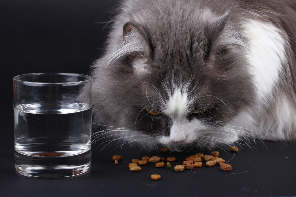 Best High Fiber Cat Food