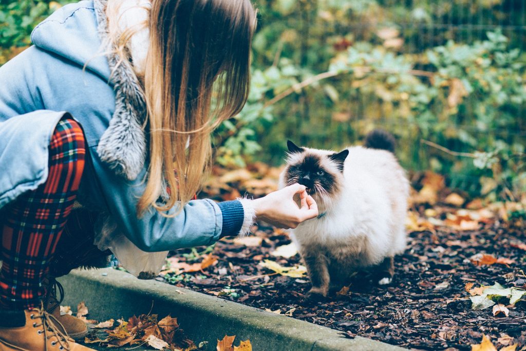 Best cat food for birmans