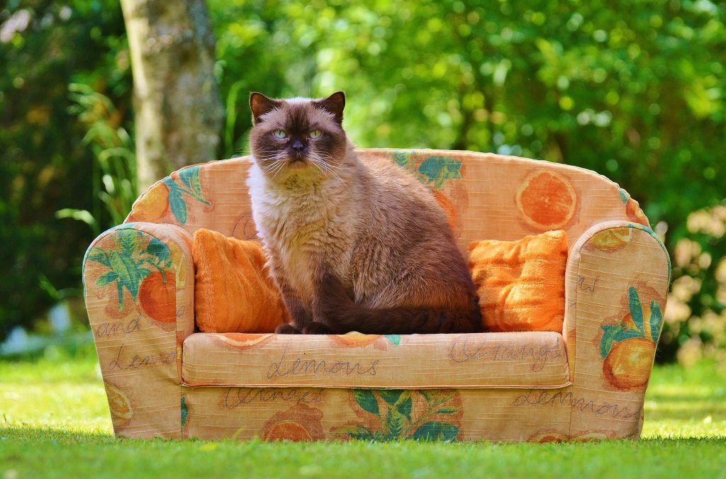 Best cat food for british shorthairs