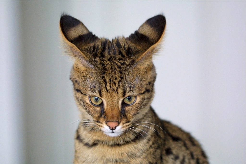 Best cat food for savannah