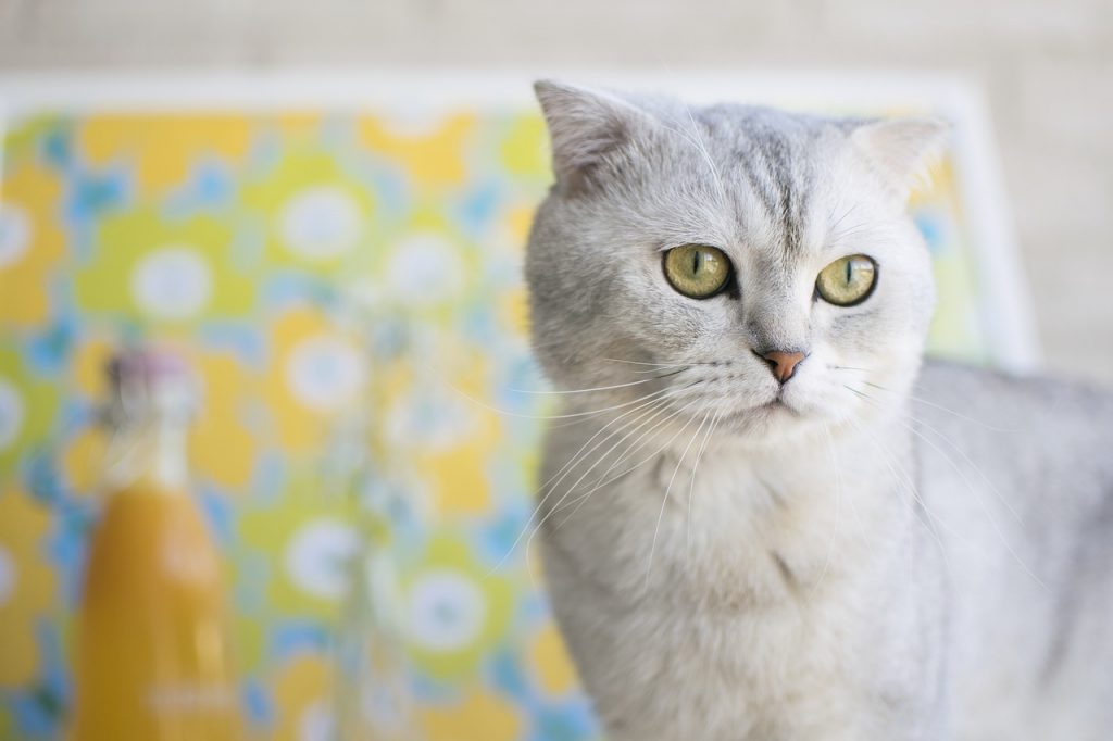 Best cat food for scottish folds