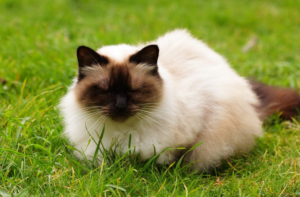 Best food for himalayan cats