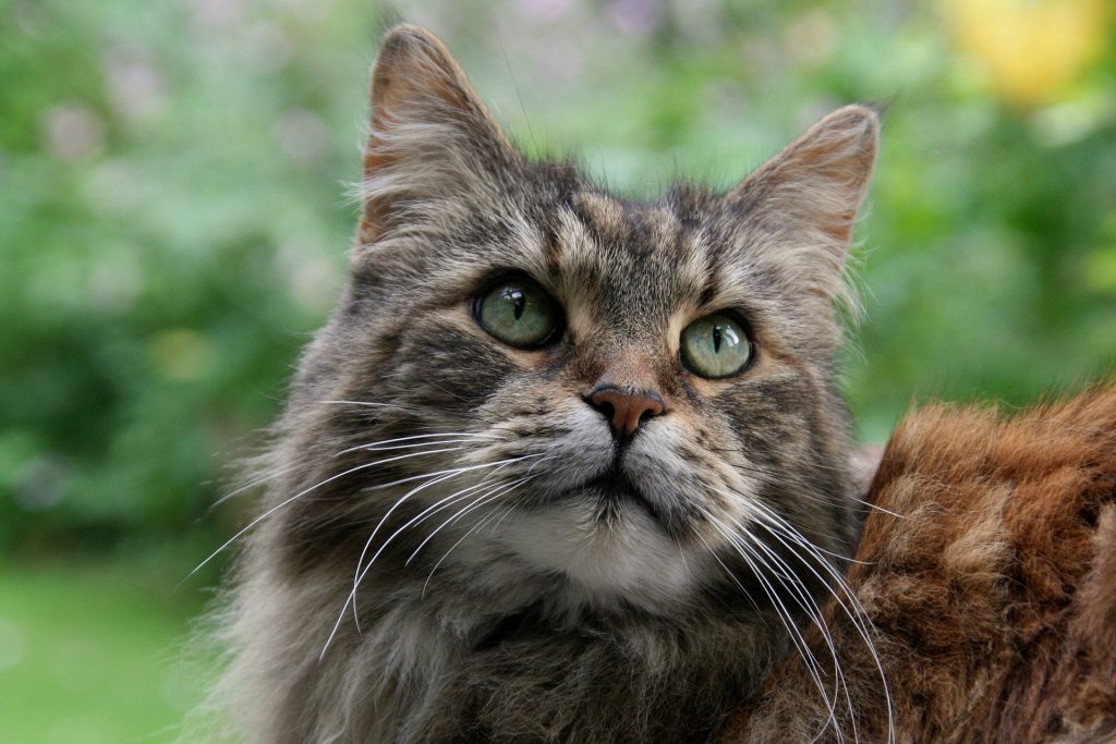 best cat food for maine coon