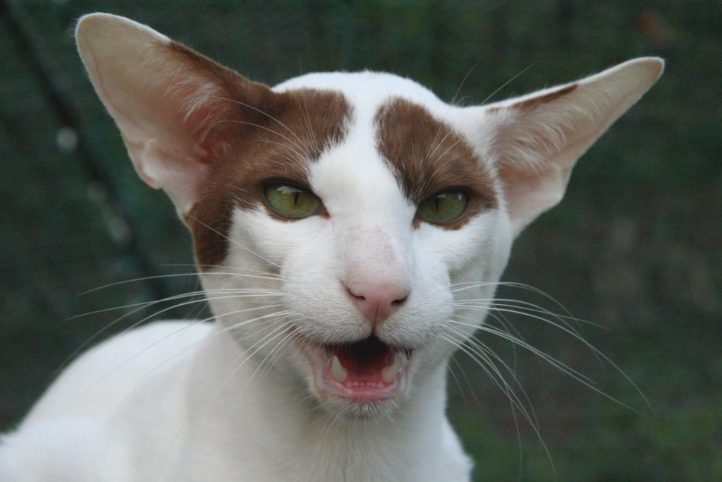 best cat food for orientals