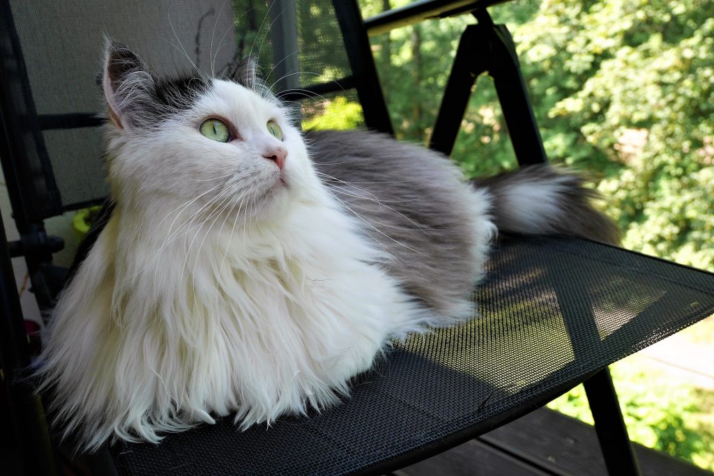 best cat food for siberian