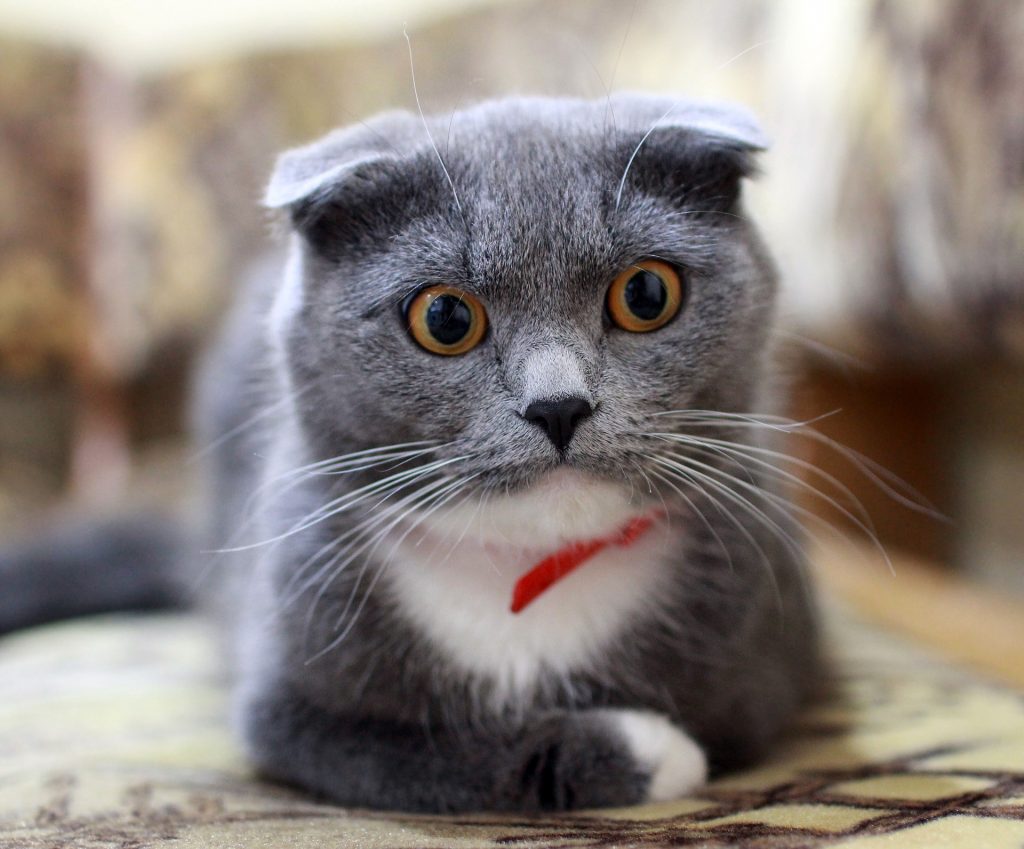 Best Cat Food for Constipation