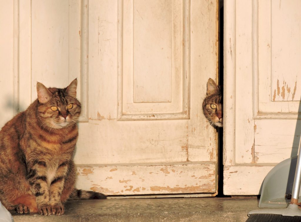 Best Cat Food for Gassy Cats