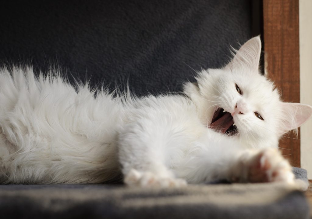 Best Hairball Control Cat Food
