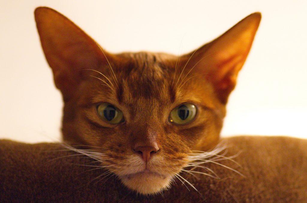 Best cat food for Abyssinians