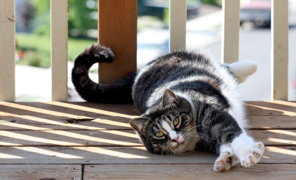 Best cat food for American Shorthair