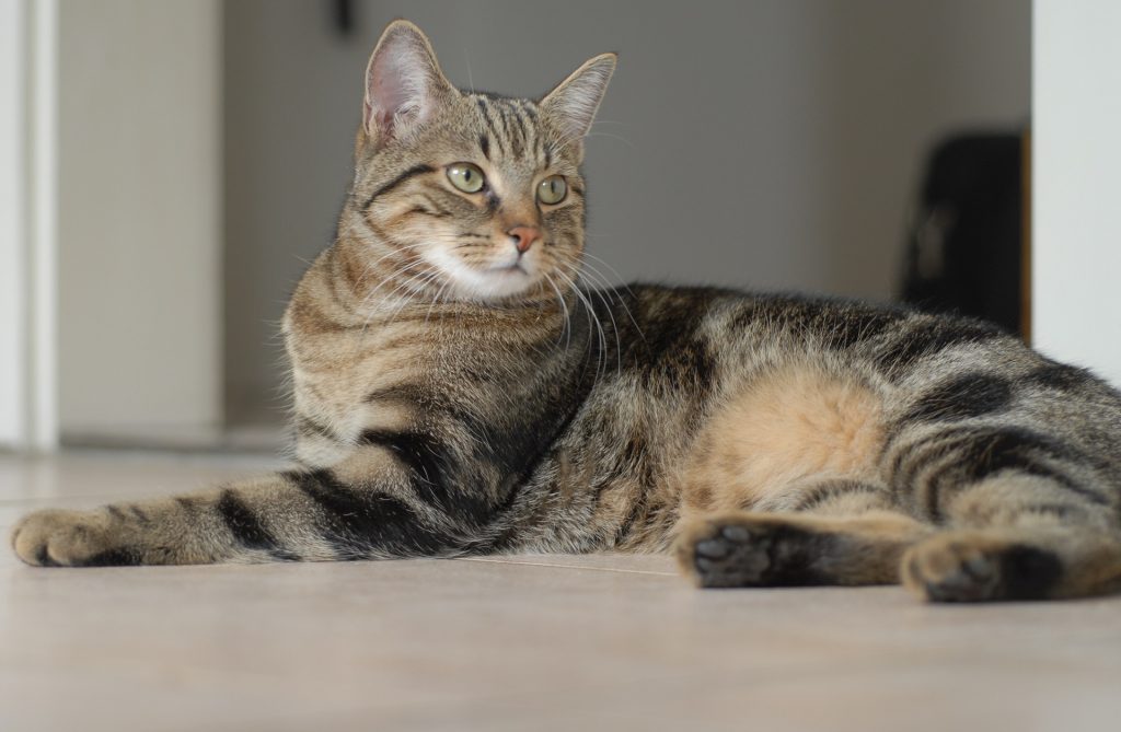 Best cat food for Egyptian Mau