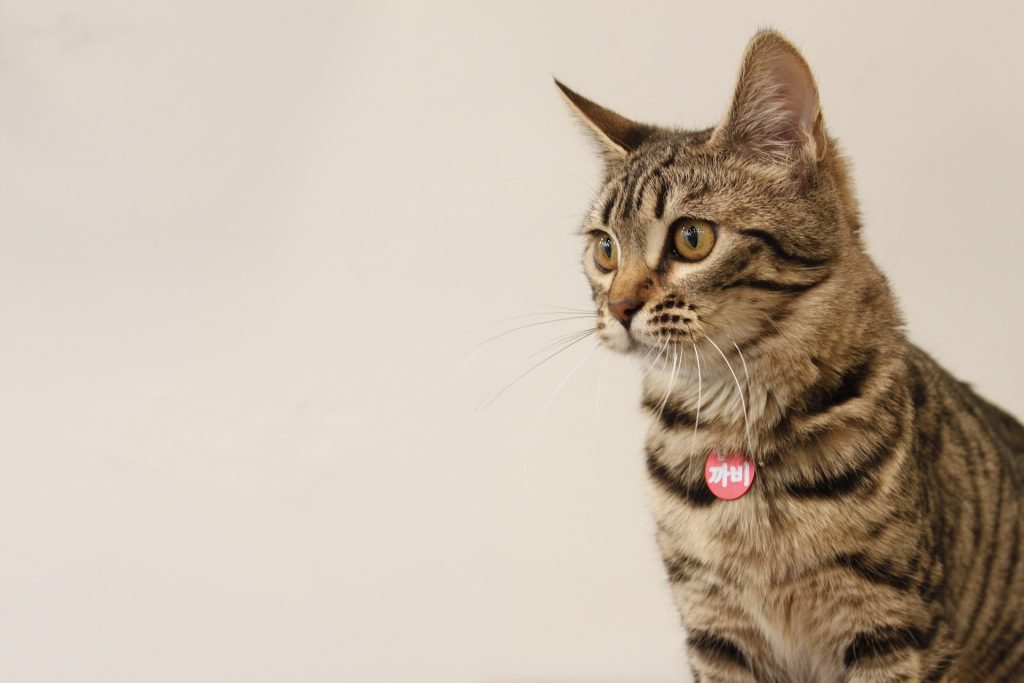 Best cat food for bengals