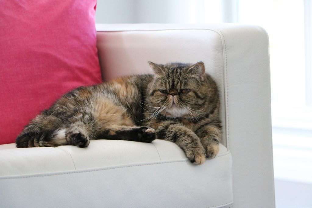 Best cat food for exotic shorthairs