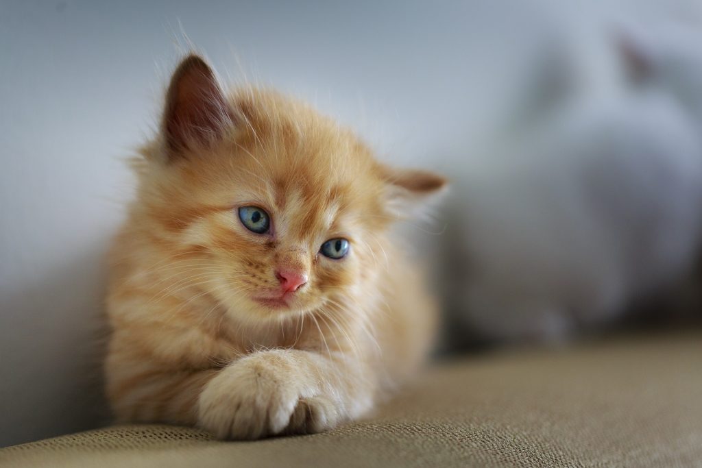 Best cat food for sensitive stomach