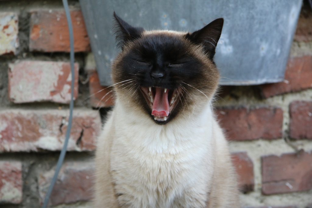 Best cat food for siamese
