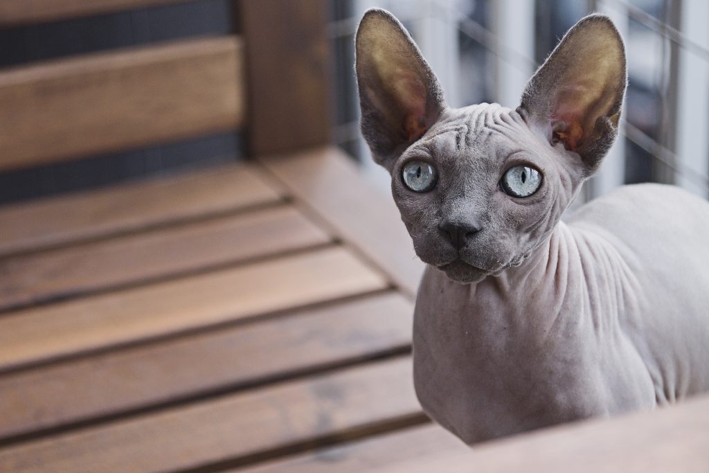 Best cat food for sphynx