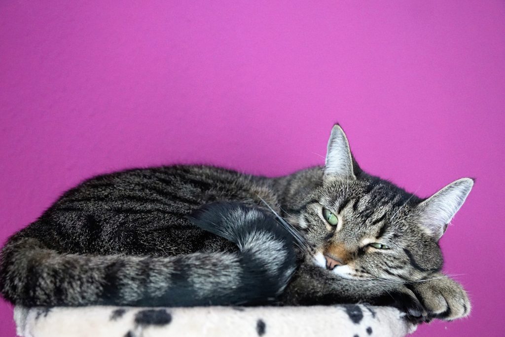 best cat food for diabetic cats