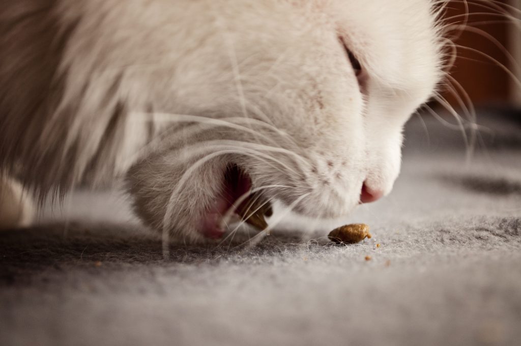 best cat food for kidney disease