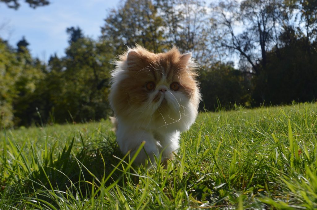 best cat food for persians