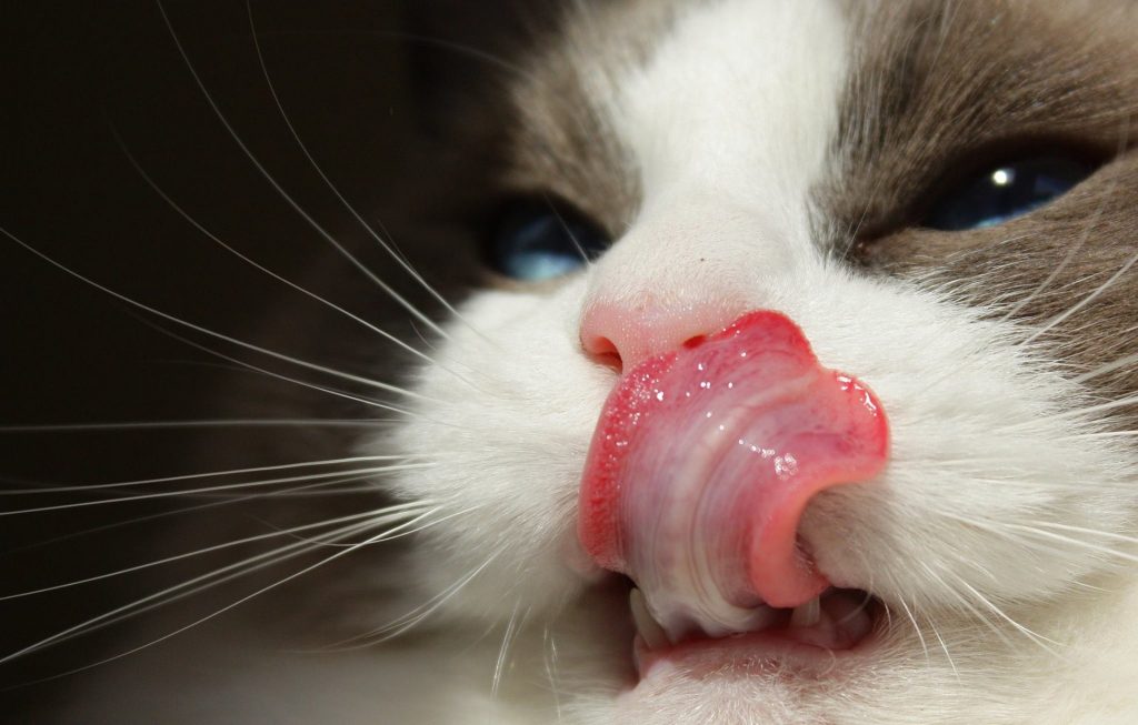 Best Cat Food for Ragdolls