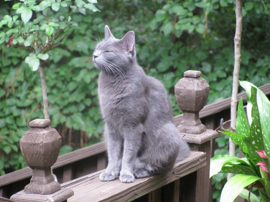 best cat food for russian blue