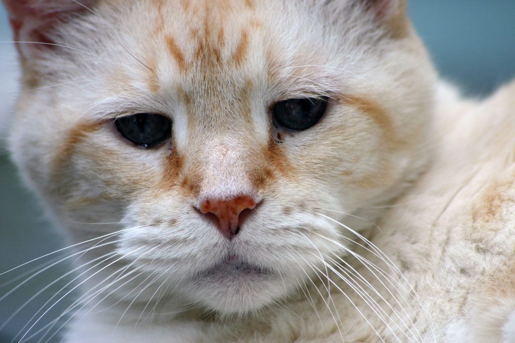 best cat food for senior cats