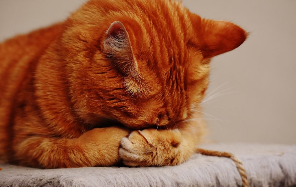 best cat food for smelly poop
