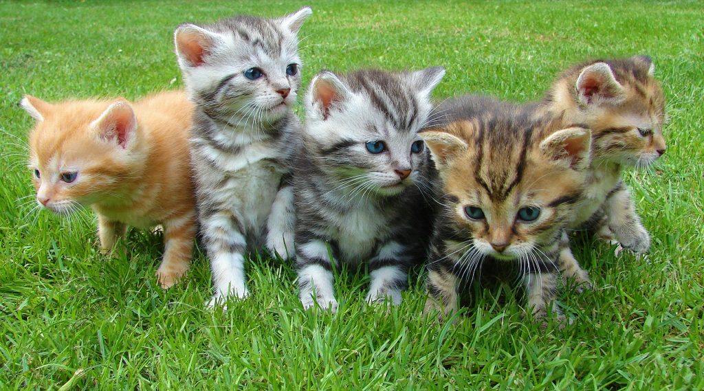 best kitten food