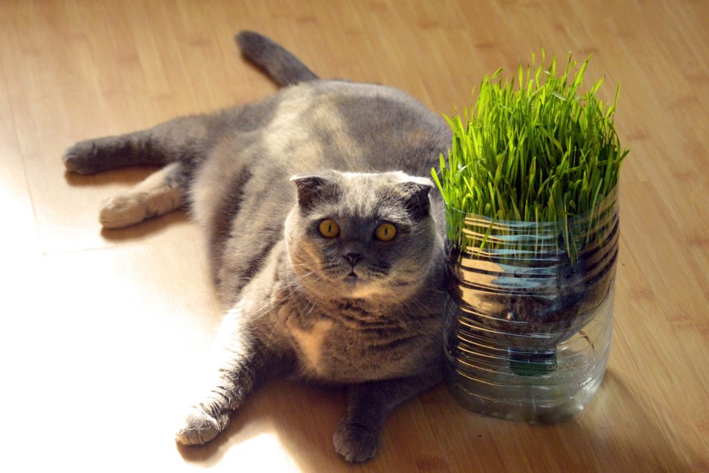 best low protein cat food