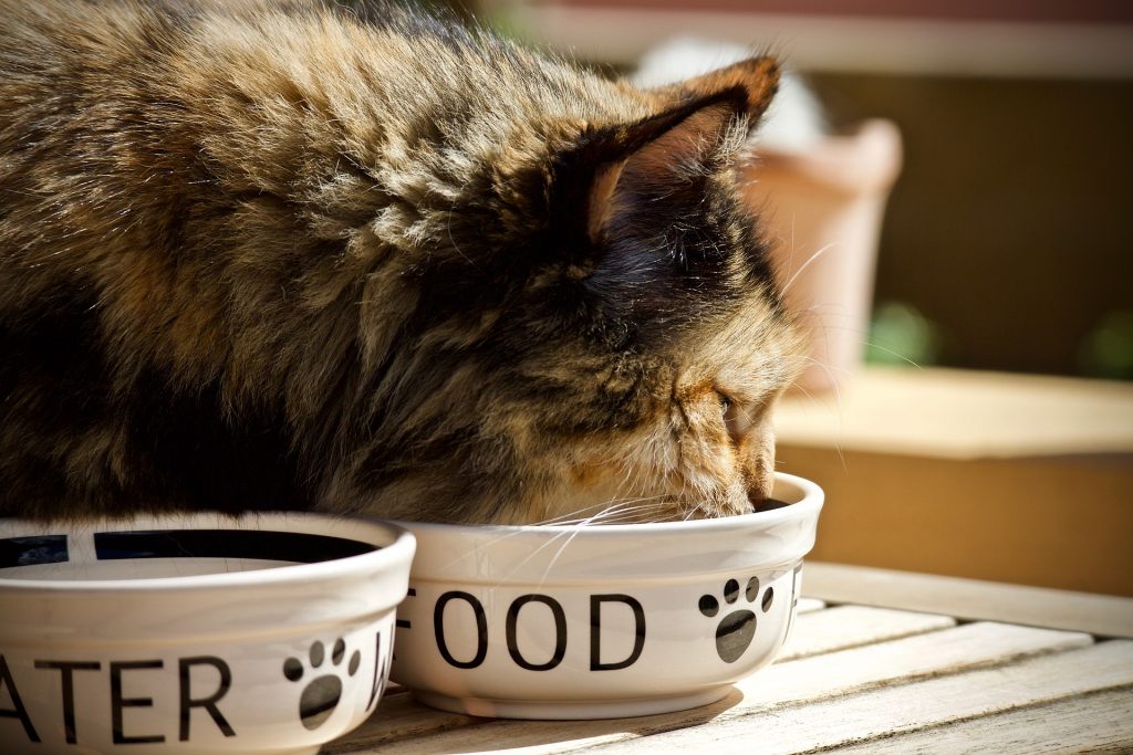 best wet cat food